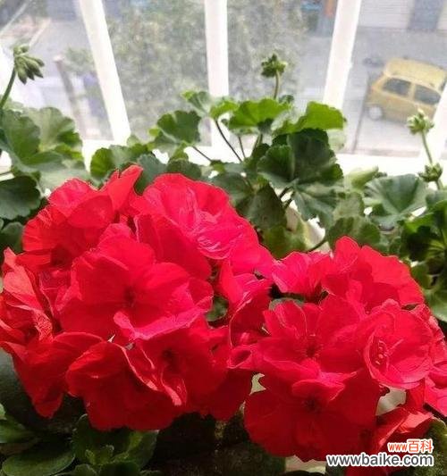 天竺葵的花语是什么？它的寓意有哪些常见问题？