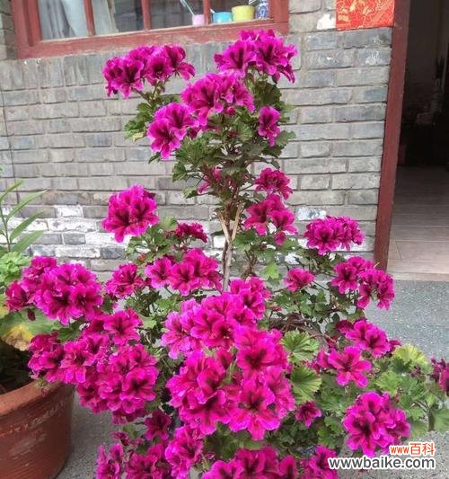 天竺葵的花语是什么？它的寓意有哪些常见问题？