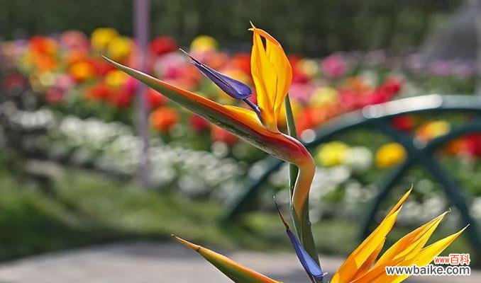 天堂鸟的花语是什么?了解其独特含义及象征意义?