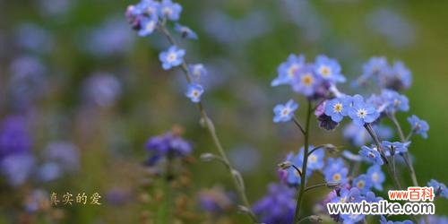 勿忘草的花语是什么？它代表了哪些情感含义？