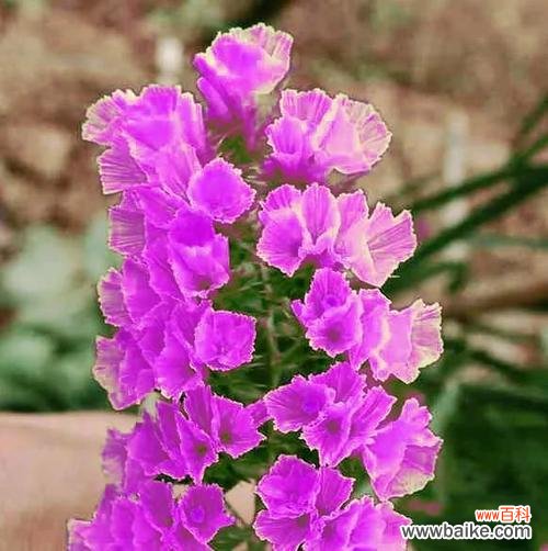 勿忘草的花语是什么？它代表了哪些情感含义？