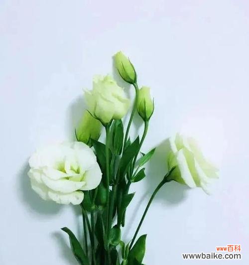 鲜花的花语是什么?如何根据场合选择合适的鲜花?