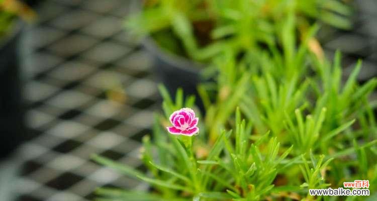 香石竹的花语是什么?了解其象征意义及用途?