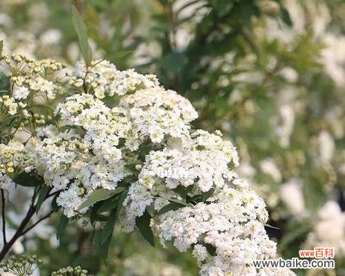 线叶绣线菊花语是什么？如何正确解读其花语含义？