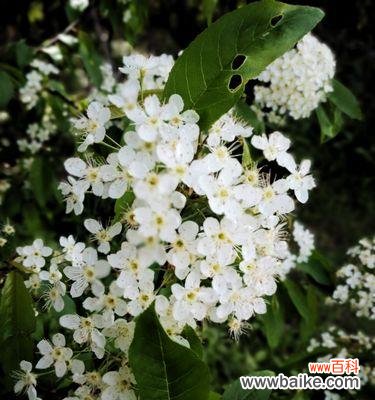 线叶绣线菊花语是什么？如何正确解读其花语含义？