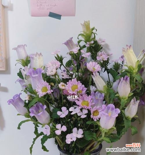 相思梅的花语是什么?如何表达相思之情?