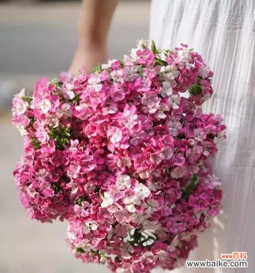 相思梅的花语是什么?如何表达相思之情?