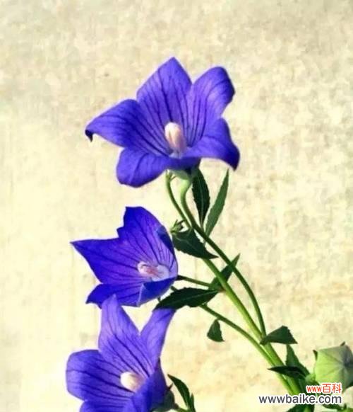 相思梅的花语是什么?如何表达相思之情?