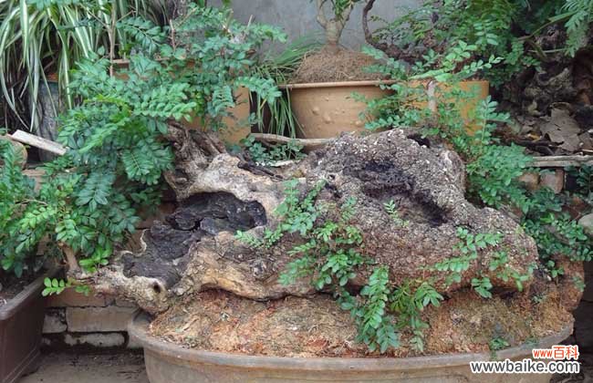 清香木驱蚊草真的能驱蚊吗