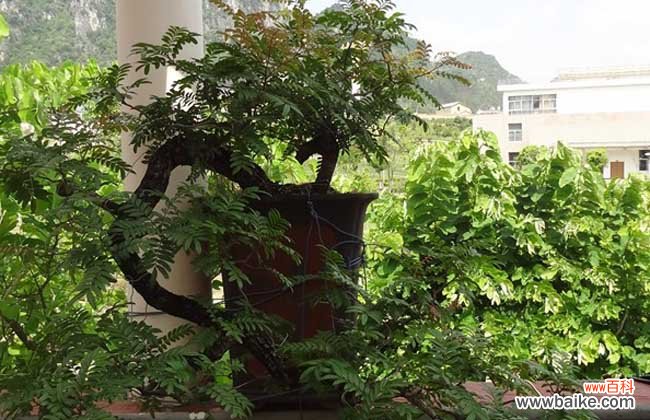 清香木驱蚊草真的能驱蚊吗