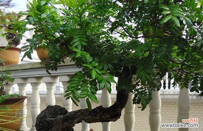 清香木驱蚊草真的能驱蚊吗