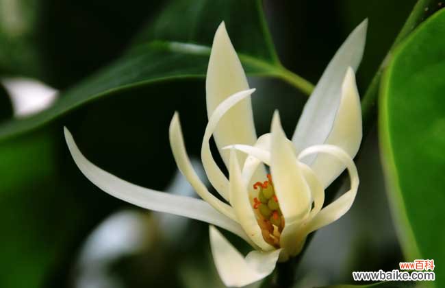 白兰花有什么作用?