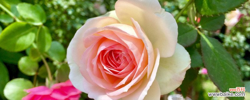 花的品种有哪些？目前观赏性花卉一共有2000多种