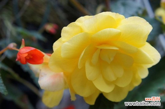 花的品种有哪些？目前观赏性花卉一共有2000多种