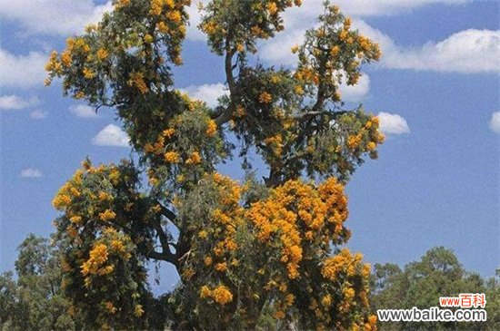 圣诞树是什么树