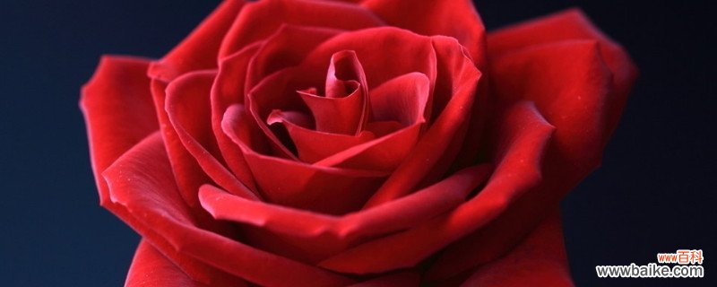 圣诞节送玫瑰花合适吗