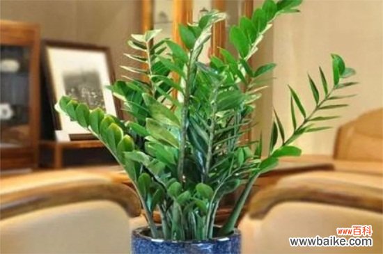 金钱树如何过冬