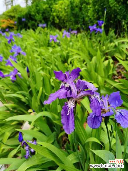 鸢尾花掉叶子怎么处理,掉叶子的原因
