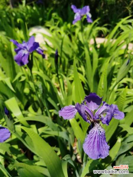 鸢尾花掉叶子怎么处理,掉叶子的原因