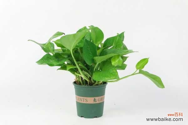 绿萝的根部腐烂怎么办,烂根用什么方法处理