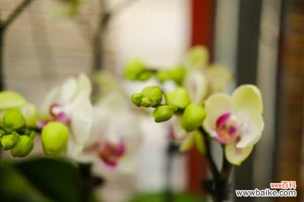 蝴蝶兰茎变黄什么原因,茎腐烂怎么治