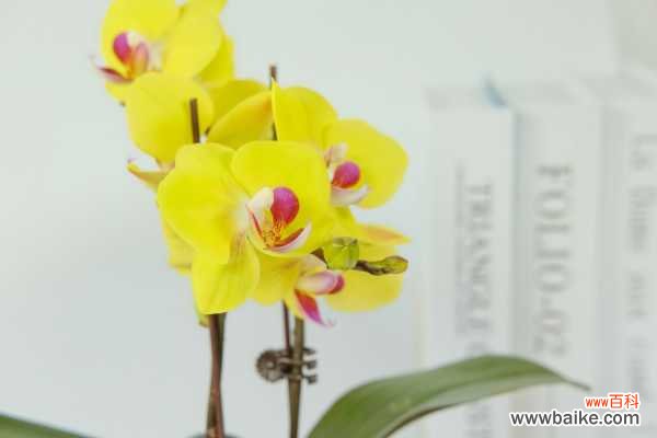 蝴蝶兰叶片有黏液是怎么回事，有黏液水株怎么办