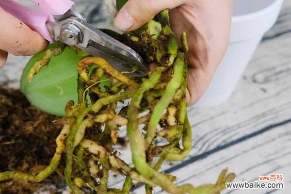 蝴蝶兰叶片有黏液是怎么回事，有黏液水株怎么办