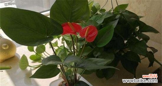 打造美丽庭院,从红掌开始 红掌护养之道——如何让红掌更旺盛