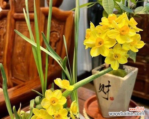 了解水仙花开花时间,让你的花开得更美 水仙花开花时间及护理方法