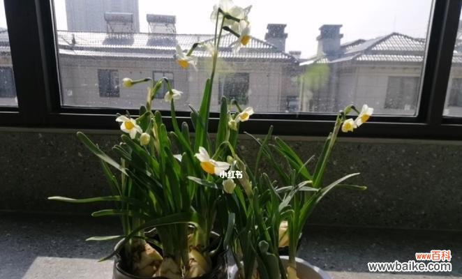 了解水仙花开花时间,让你的花开得更美 水仙花开花时间及护理方法
