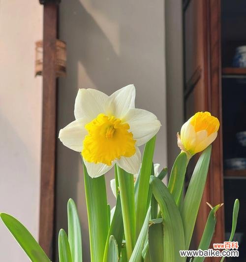 了解水仙花开花时间,让你的花开得更美 水仙花开花时间及护理方法