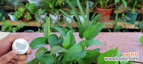 绿萝养护全攻略，让你爱上养植 手把手教你养殖绿萝，让家里更有生气