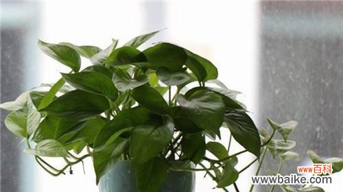 绿萝养护全攻略，让你爱上养植 手把手教你养殖绿萝，让家里更有生气