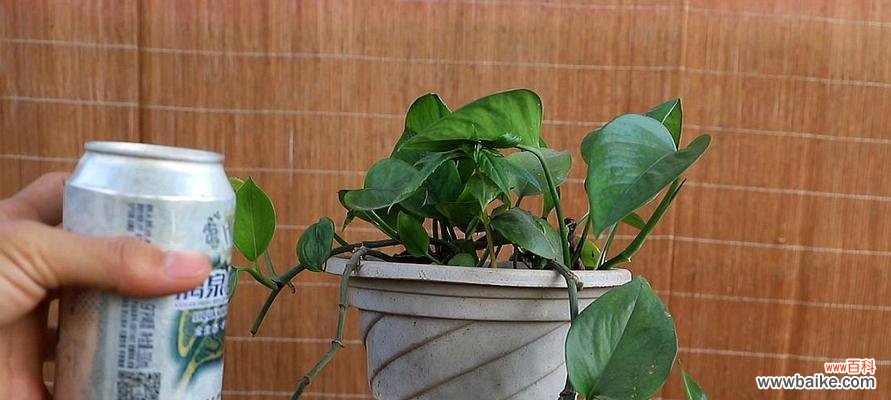 绿萝养护全攻略，让你爱上养植 手把手教你养殖绿萝，让家里更有生气