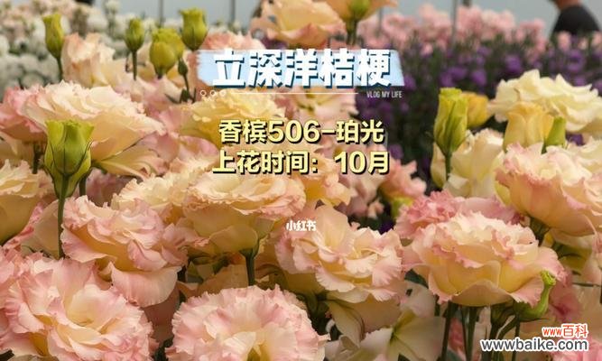 探究不同洋桔梗品种的区别和应用价值 洋桔梗品种分类及特点剖析