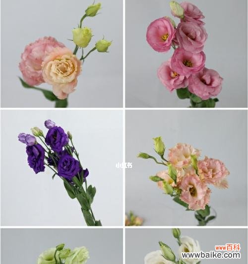 探究不同洋桔梗品种的区别和应用价值 洋桔梗品种分类及特点剖析