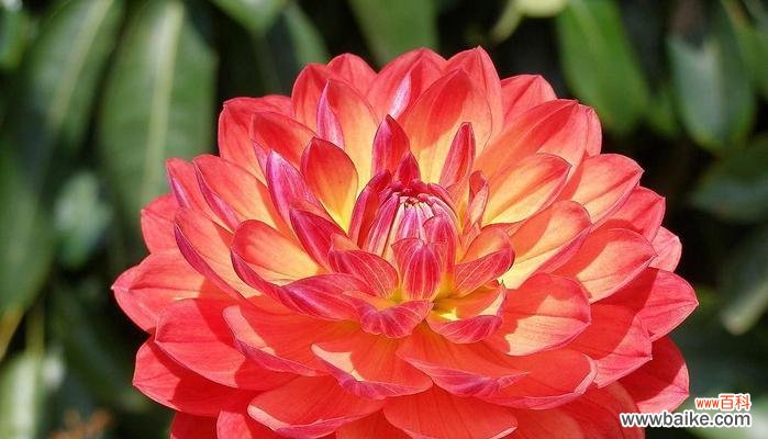 大理石玫瑰的历史、特点、象征意义和保护 探秘墨西哥国花大理石玫瑰的美丽故事