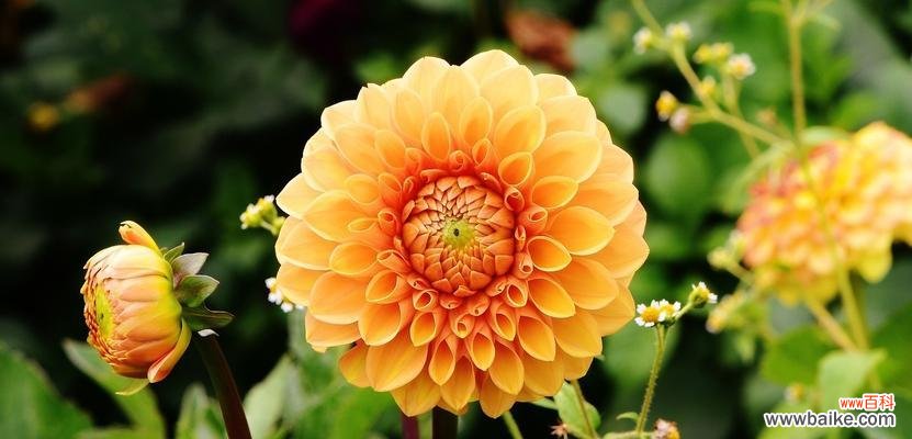 大理石玫瑰的历史、特点、象征意义和保护 探秘墨西哥国花大理石玫瑰的美丽故事