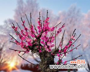 品种特点、栽培技巧和赏花期间的注意事项 乌梅花，绽放红色的美丽