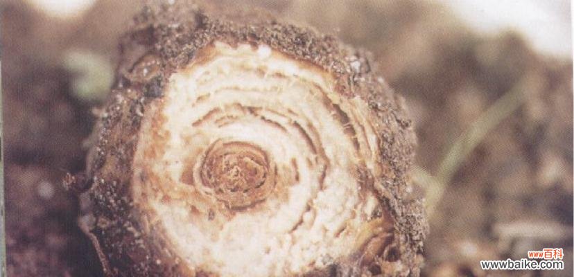 保护麦秆菊免受病害侵袭 麦秆菊的病害及防治方法