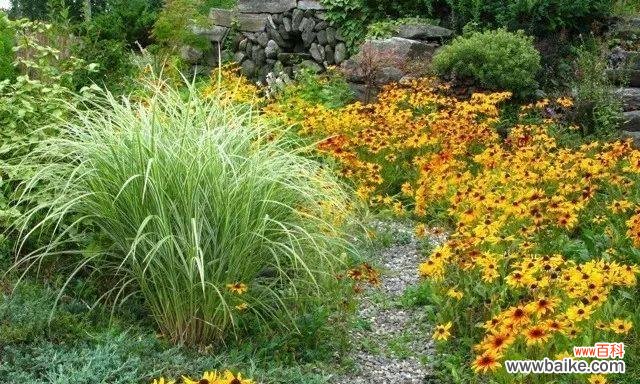 保护麦秆菊免受病害侵袭 麦秆菊的病害及防治方法