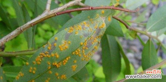 保护麦秆菊免受病害侵袭 麦秆菊的病害及防治方法