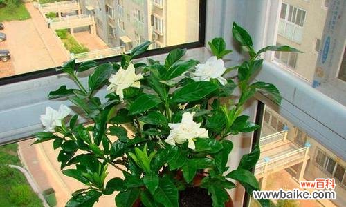 应对栀子花落叶问题的有效方法 栀子花换盆后大批落叶怎么办