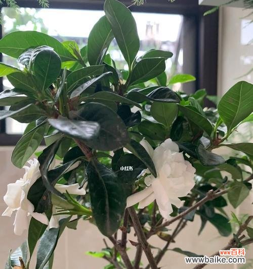 应对栀子花落叶问题的有效方法 栀子花换盆后大批落叶怎么办