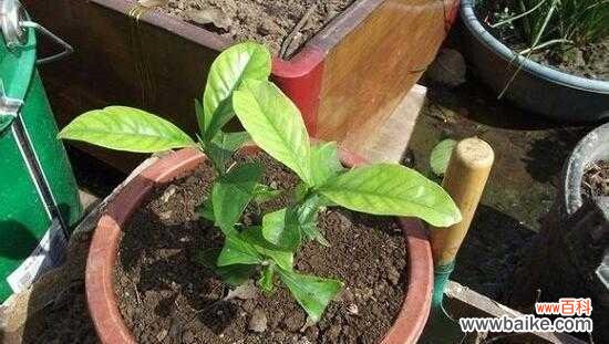 应对栀子花落叶问题的有效方法 栀子花换盆后大批落叶怎么办