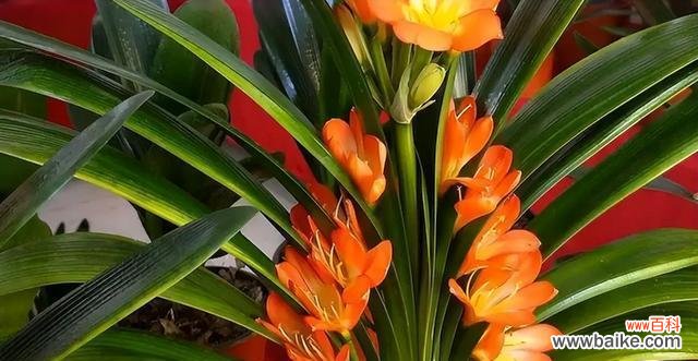 追求卓越 以君子兰为象征的精神