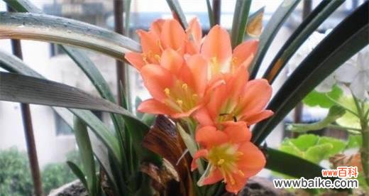 探寻君子兰开花的意义与象征 君子兰突然开花，象征着什么