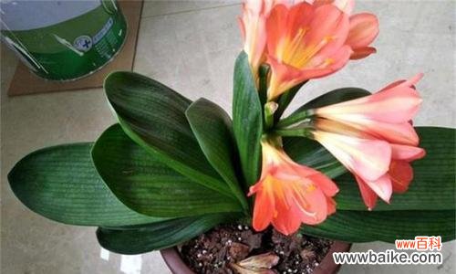 探寻君子兰开花的意义与象征 君子兰突然开花，象征着什么