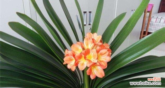 探寻君子兰开花的意义与象征 君子兰突然开花，象征着什么