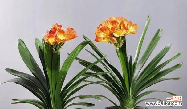 君子兰开花的寓意与象征意义 君子兰花开,吉祥如意